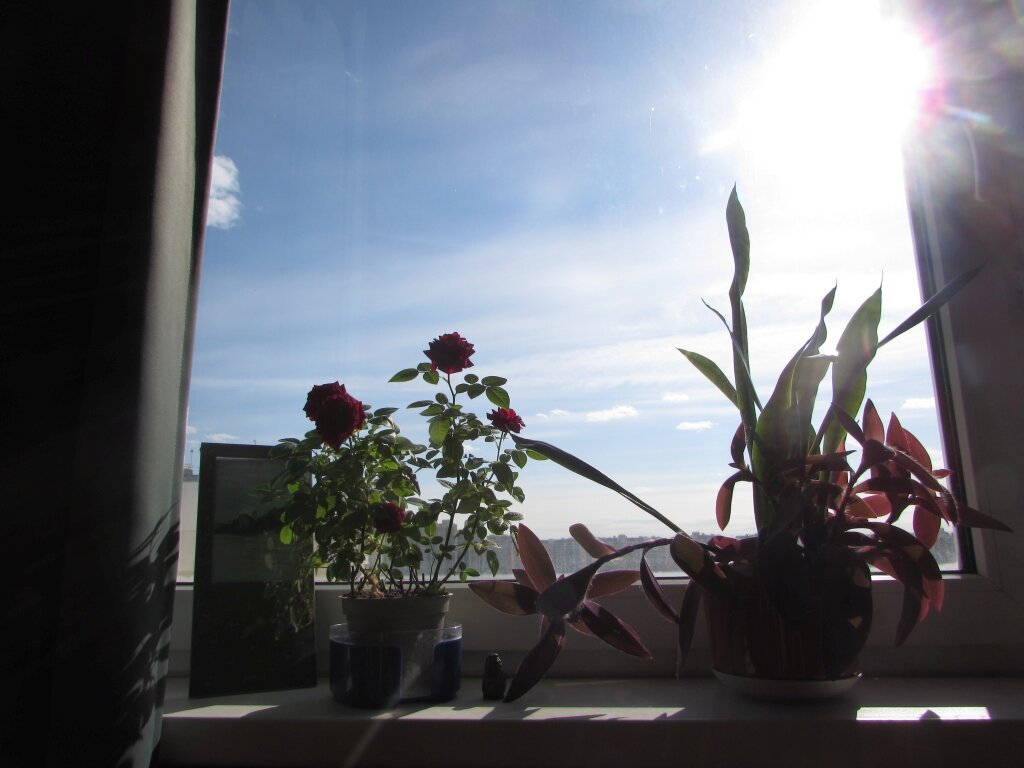 Роза еще не знает, что ей предстоит дальняя дорога...