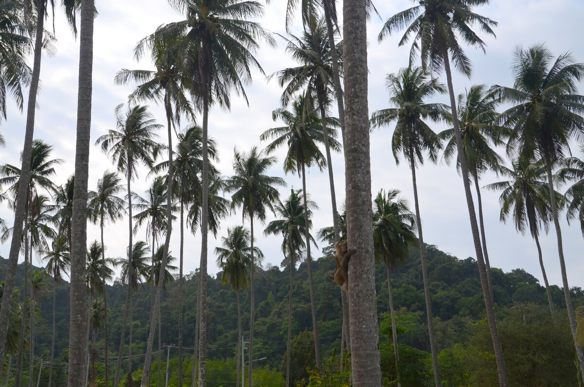 Роща кокосовых пальм на острове Ко Куд. Фото автора.