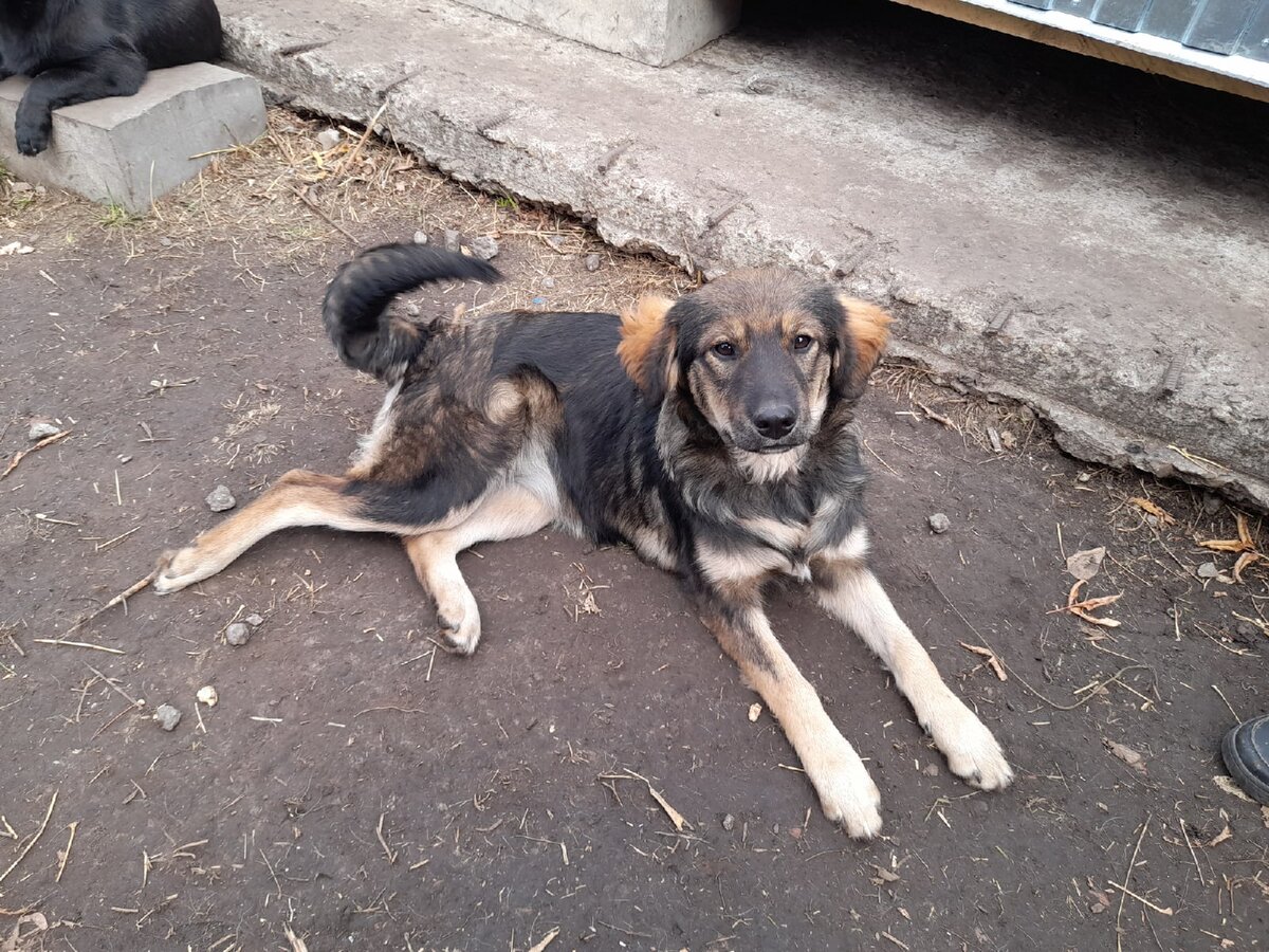 Будет средних размеров