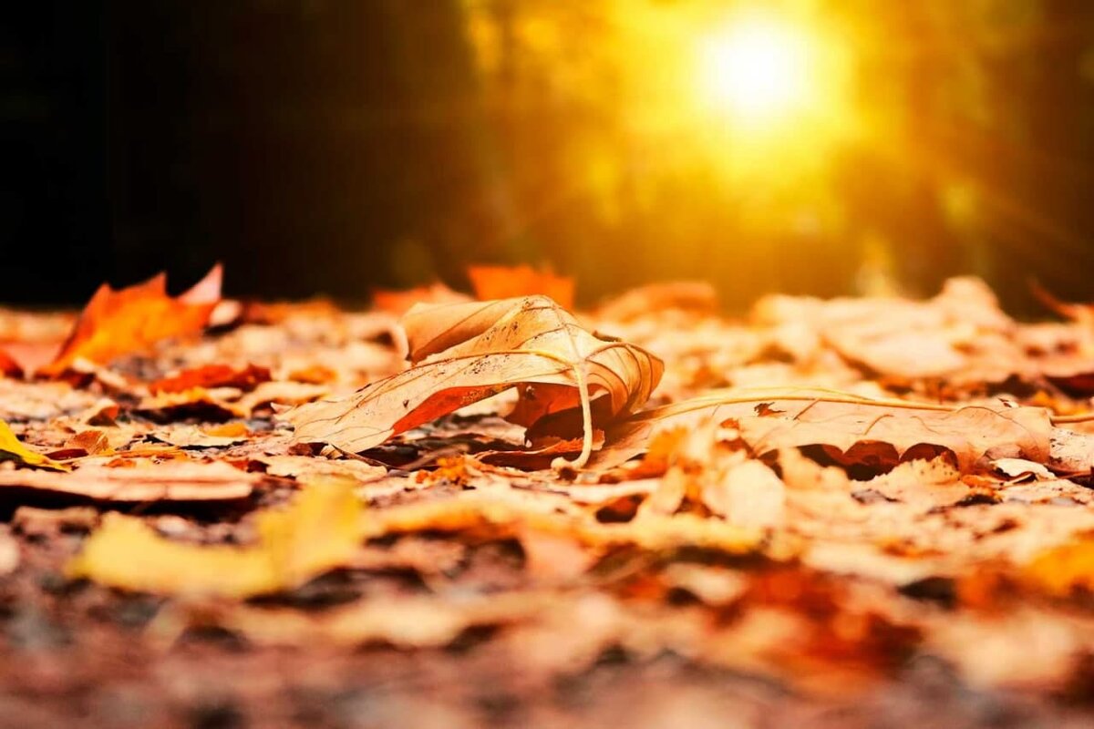 Фото: pixabay.com
