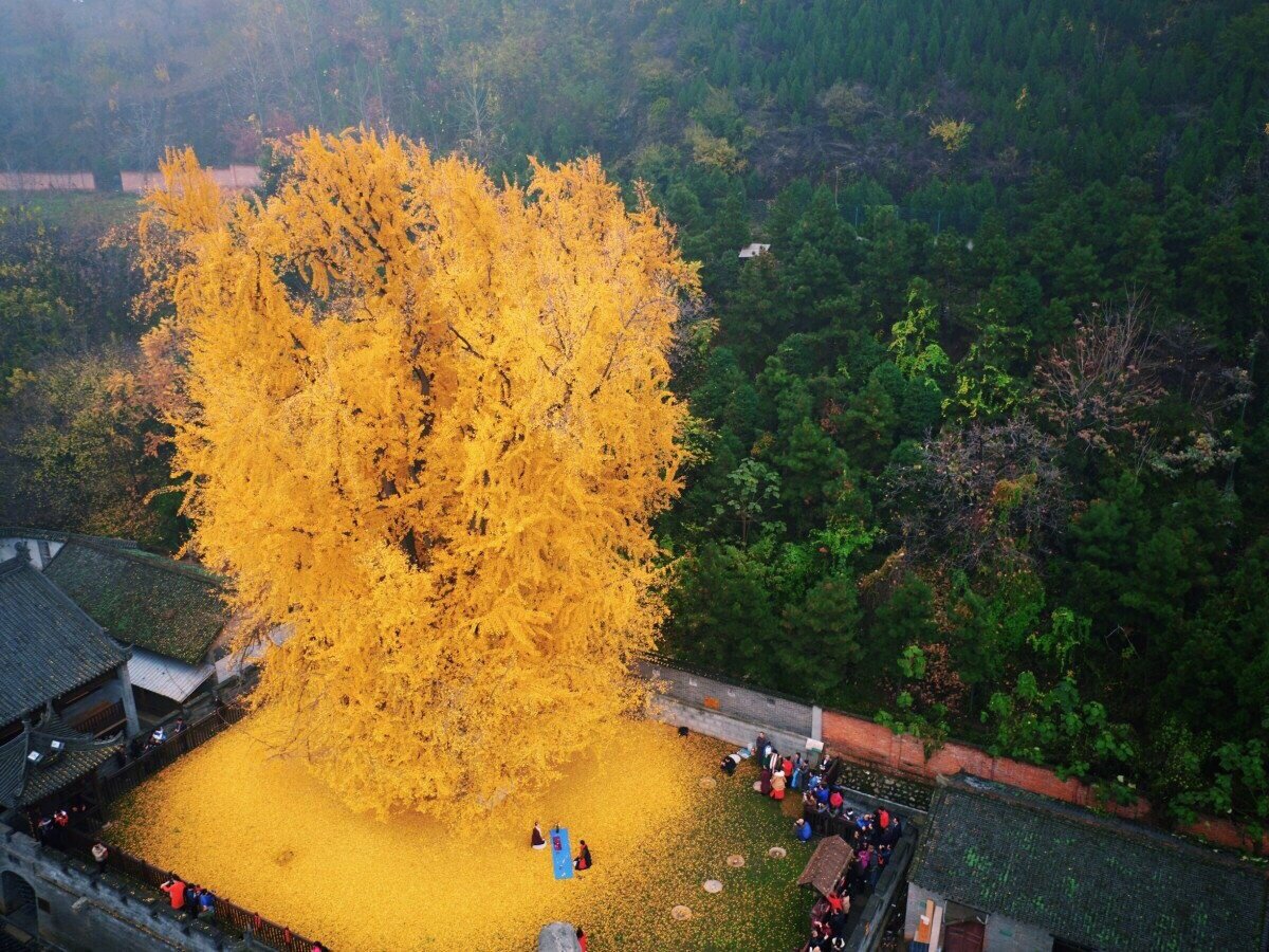 1400-летнее дерево гинкго: захватывающее шоу золотого листопада