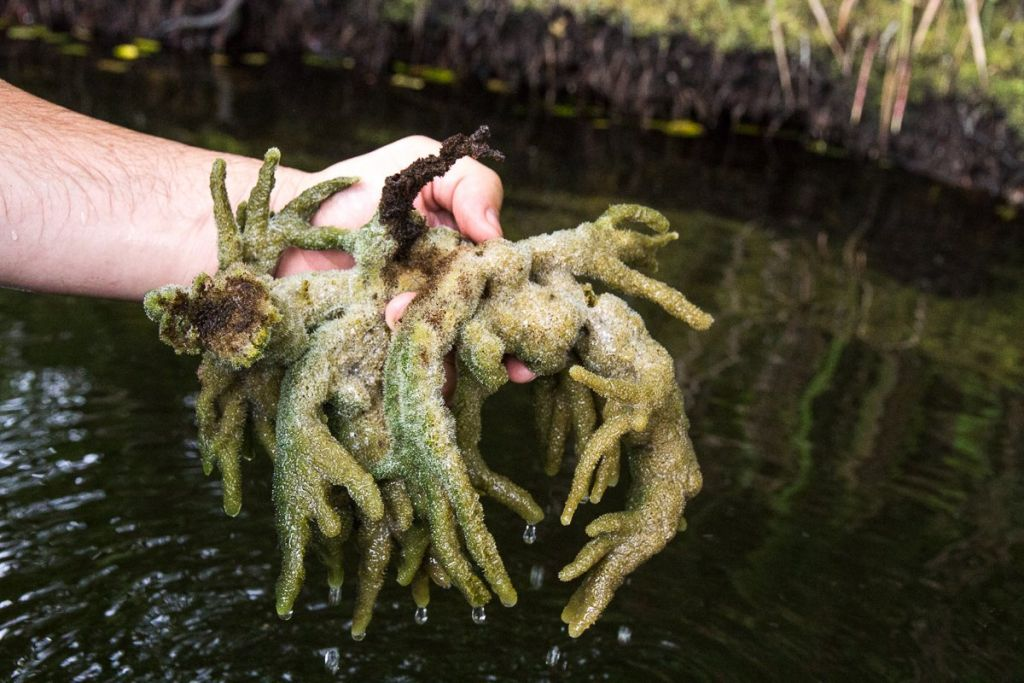 Бадяга губка Речная. Бадяга Озерная. Озерная бадяга Spongilla lacustris. Бадяга обыкновенная растение.