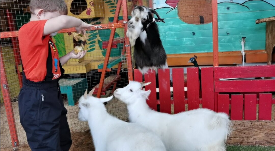 Сын кормит козочек.