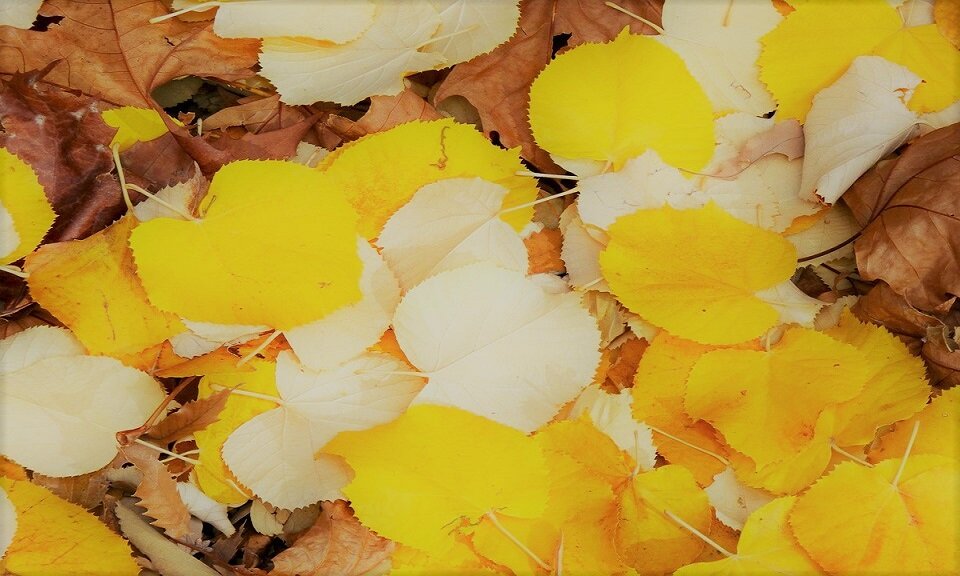 Подпишитесь на канал и поставьте лайк! Вы поможете развитию канала! Заранее спасибо!