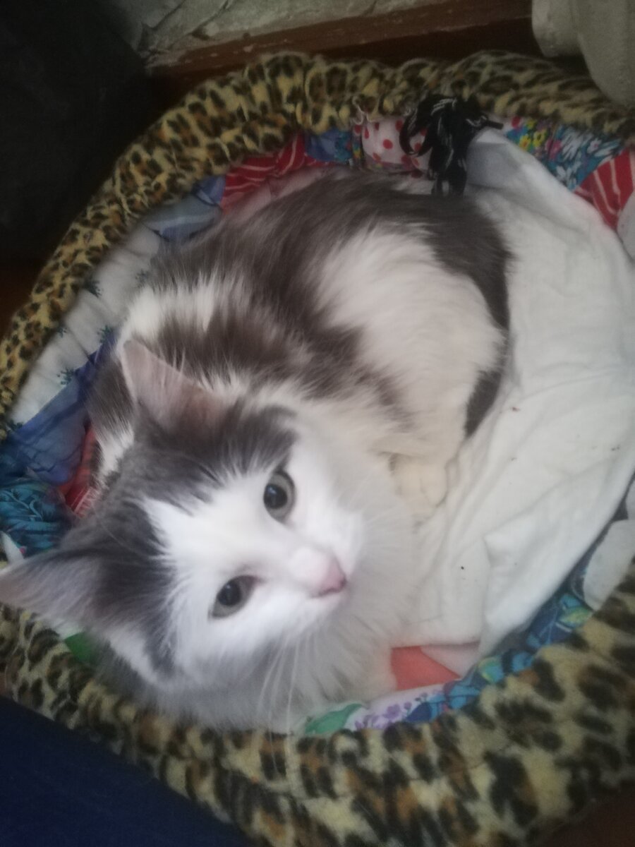 Ещё вчера Мырмышка дичком смотрела на весь мир. Позавчера она чумазая лежала во дворе с обрубком лапки. А сегодня замурчала и захотела на ручки. 