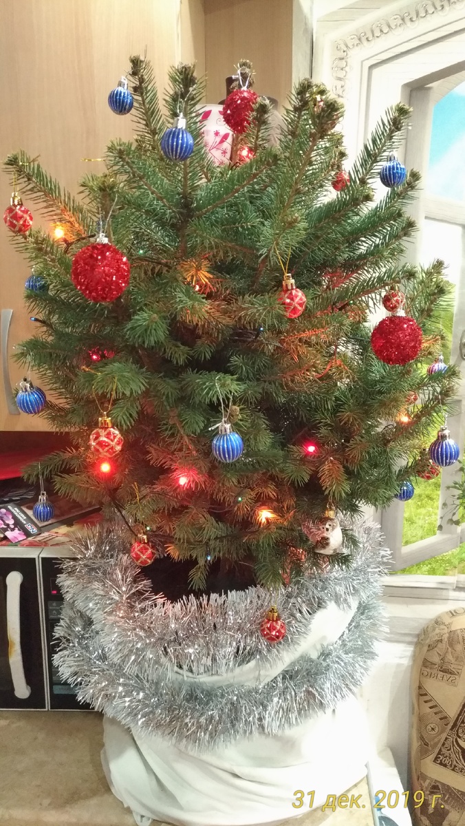 Прошлый Новый год мы встречали с живой ёлкой. А через пару дней высадили её на участке, где она сейчас и растёт