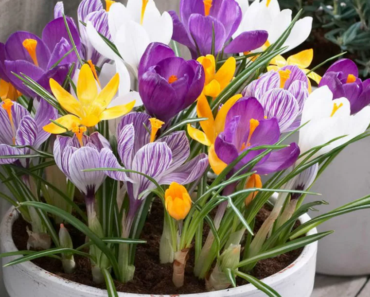 Крокусы в качестве подарка под №1