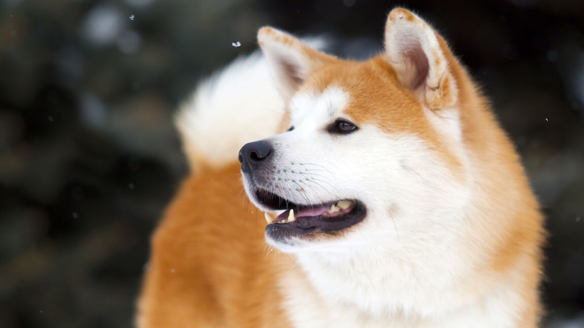 Как выглядит хатико собака American Akita inu Akita dog, American akita dog, American akita