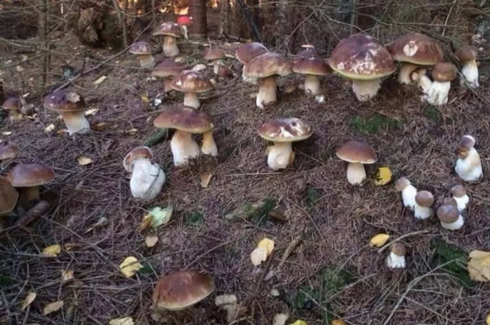 где здесь грибы. много грибов и ягод в лесу нефтеюганска. радостный грибник. грибы в деулино. среда обитания белого гриба.