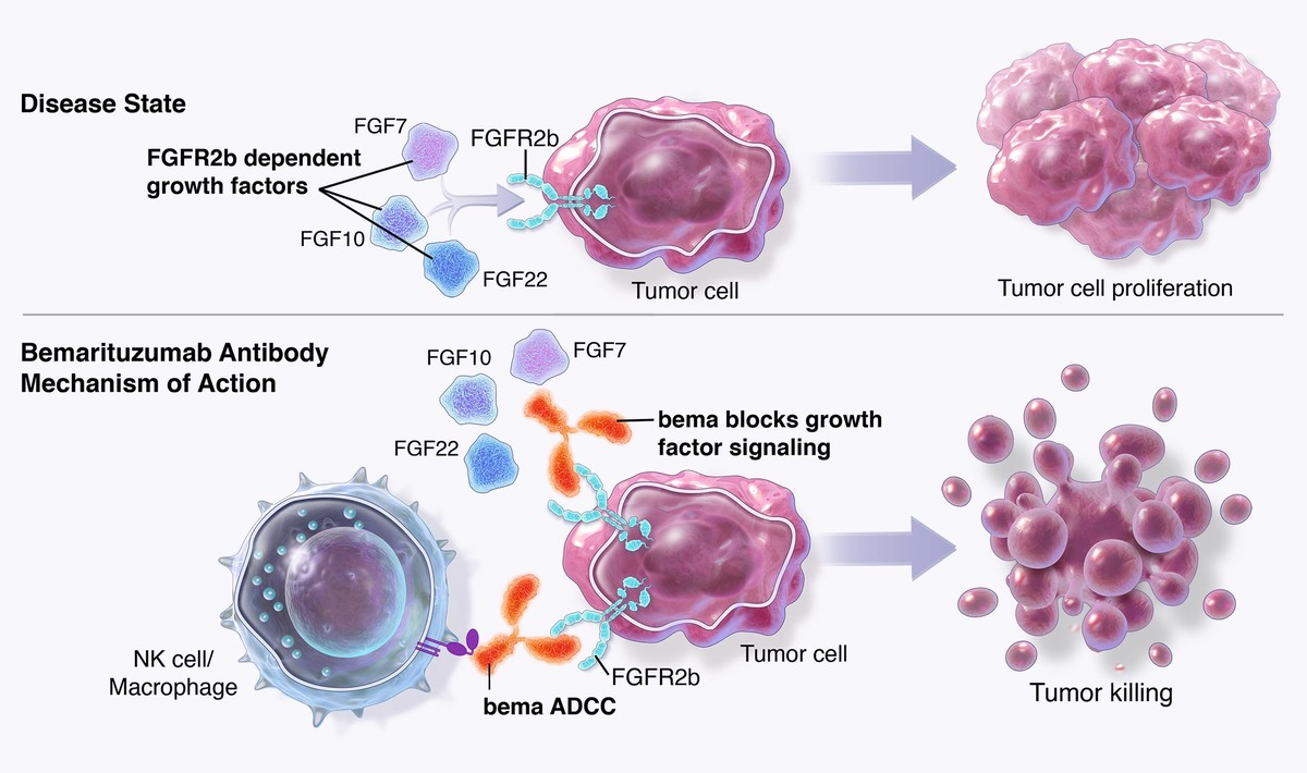 Source: https://www.fiveprime.com/programs/bemarituzumab/