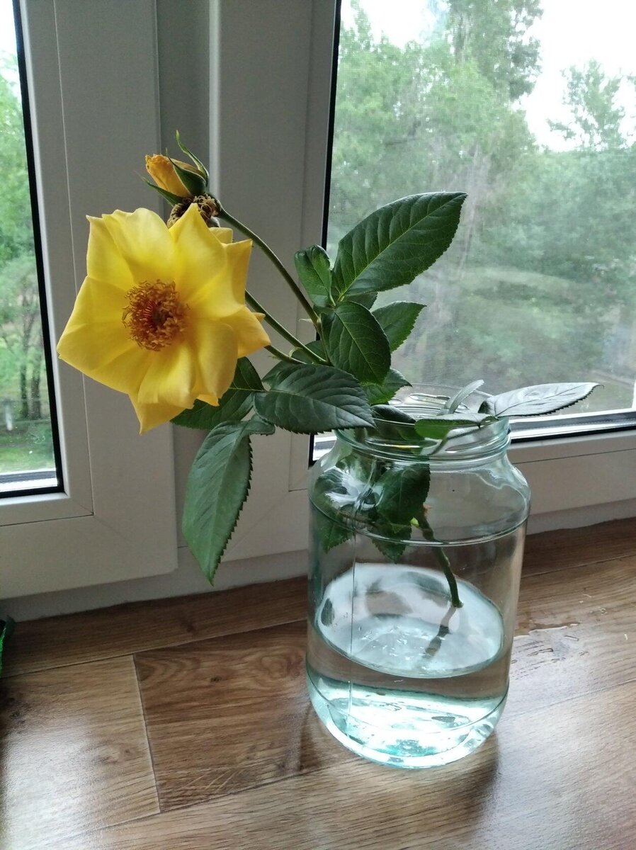 Первая роза с дачи