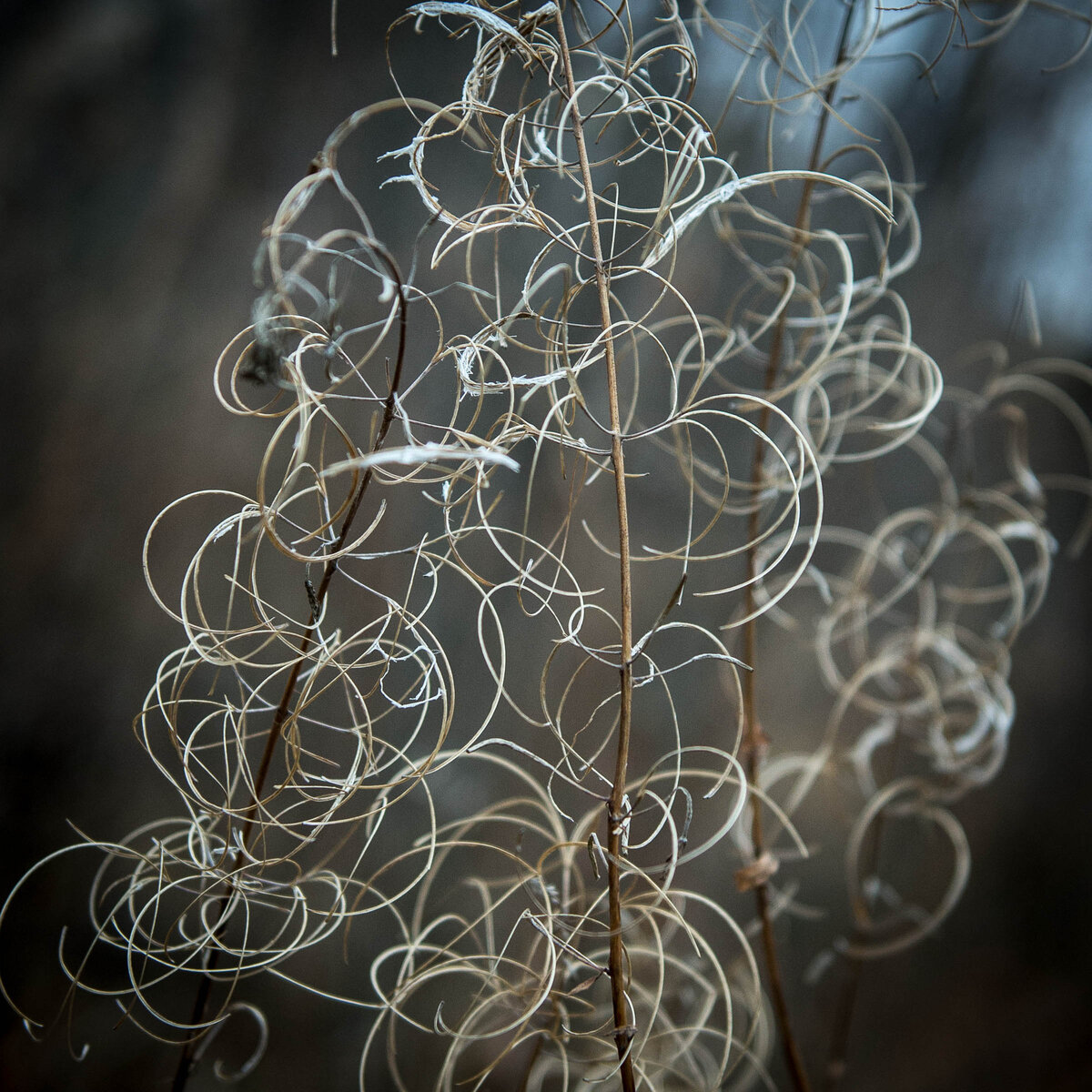 Прислушиваясь... . Фото автора