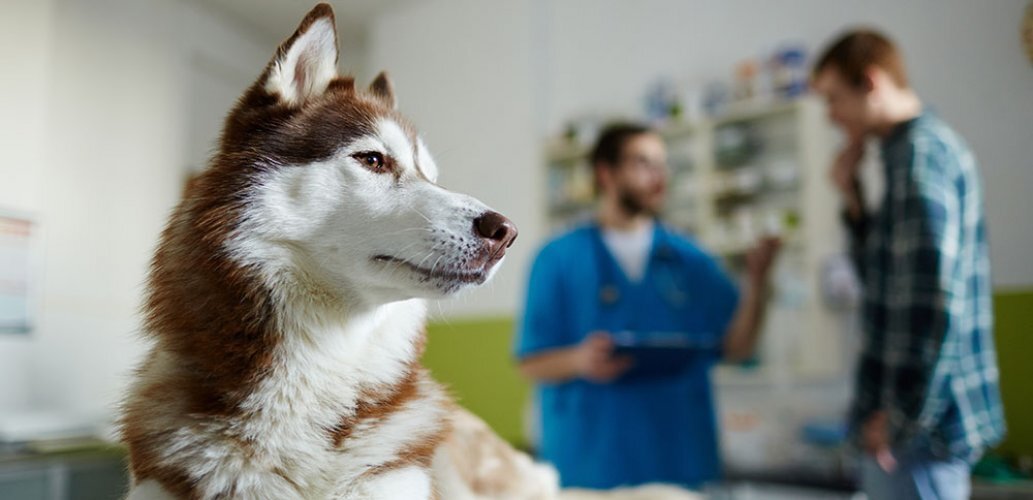 Собака у ветеринара