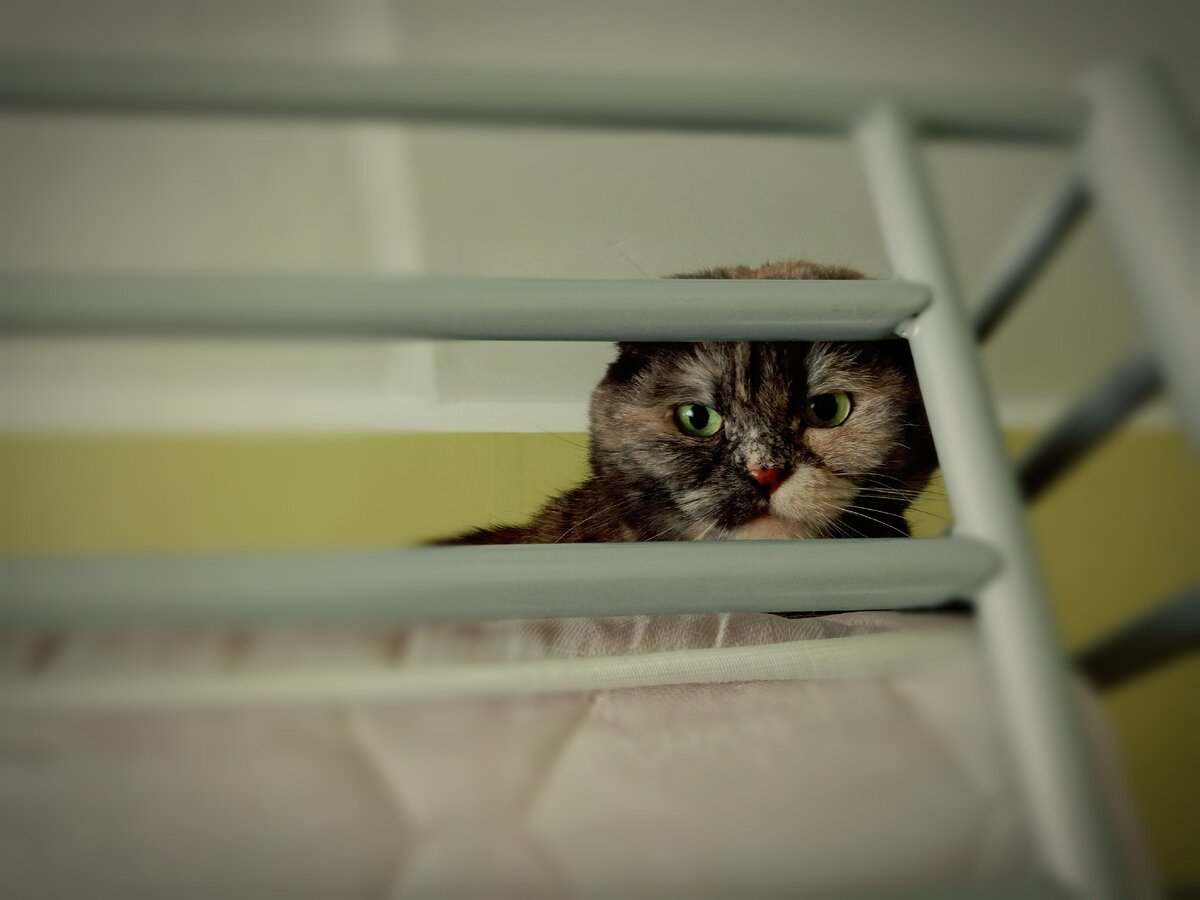 Мои владения