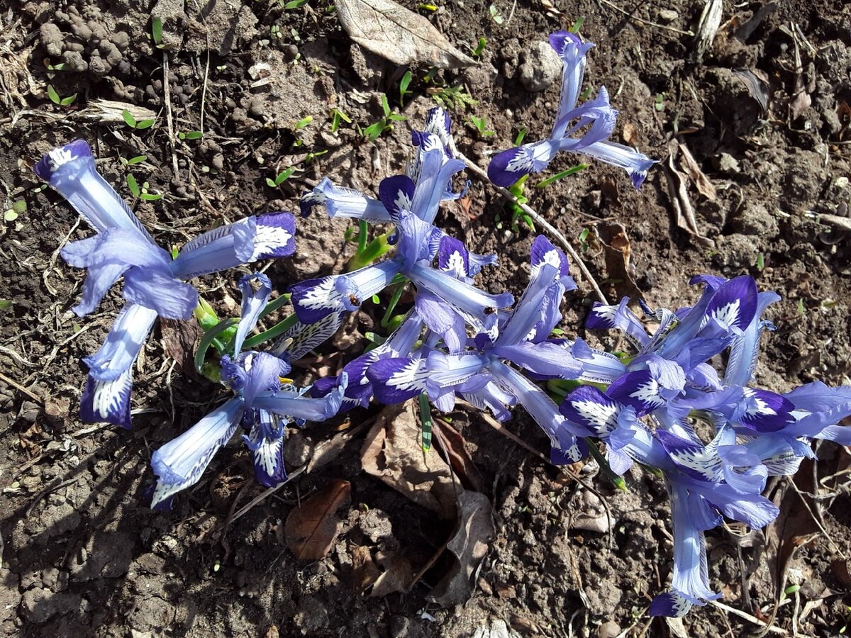 Ирис сетчатый, сорт Harmony