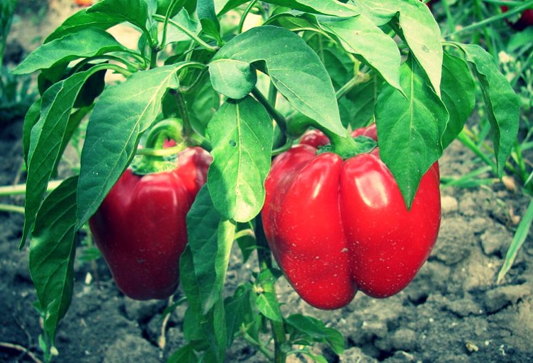 Перец "Ратунда".