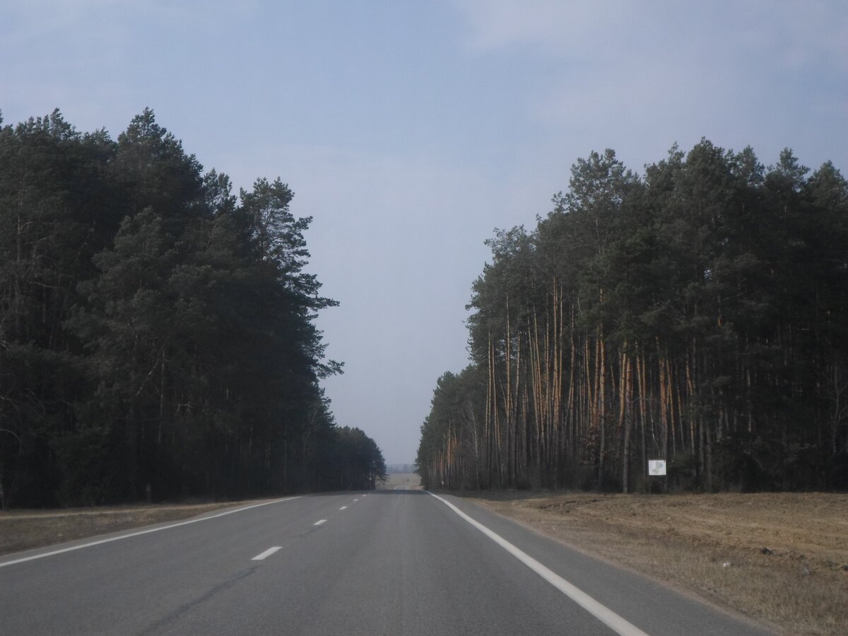 Сосновый лес по дороге в Беловежскую Пущу (Беларусь)