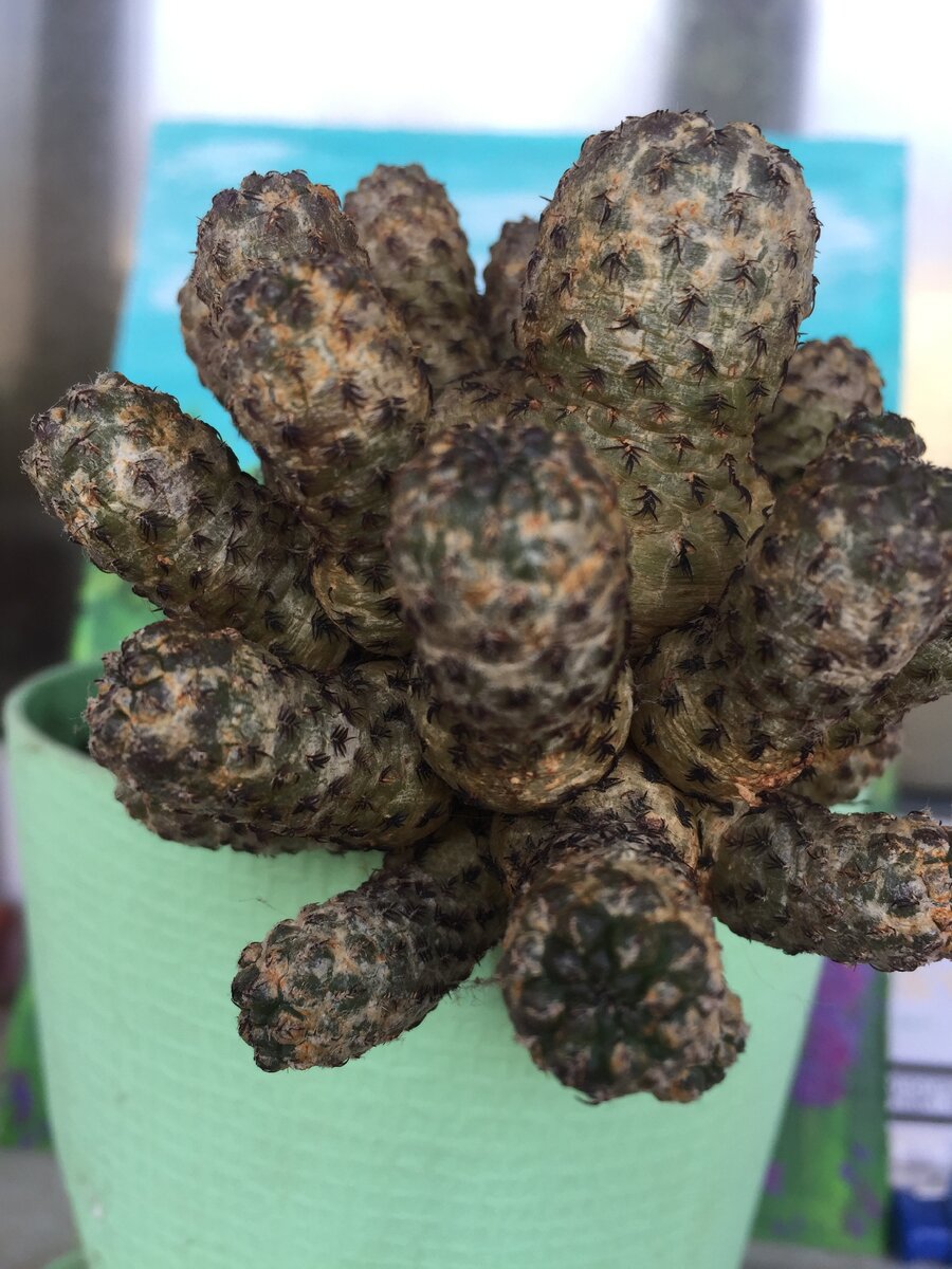 Так и норовит выскочить из горшка)))