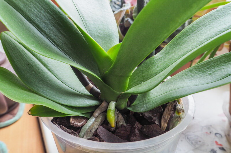Орхидеи: почему не формируются бутоны – как заставить зацвести фаленопсис