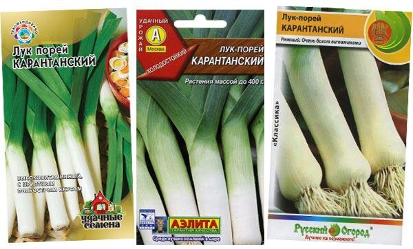 Лук порей описание сорта фото отзывы
