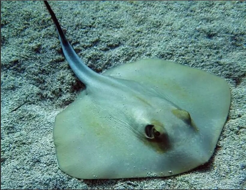 черные коты на море. черноморский кот. скат-хвостокол морской кот. морской скат хвостокол в черном море. черноморский кот.