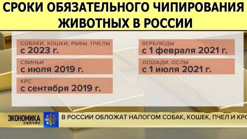 Чипирование пчел. Чипирование пчел. Чипирование. Чипирование пчел. Налоги на домашних питомцев.