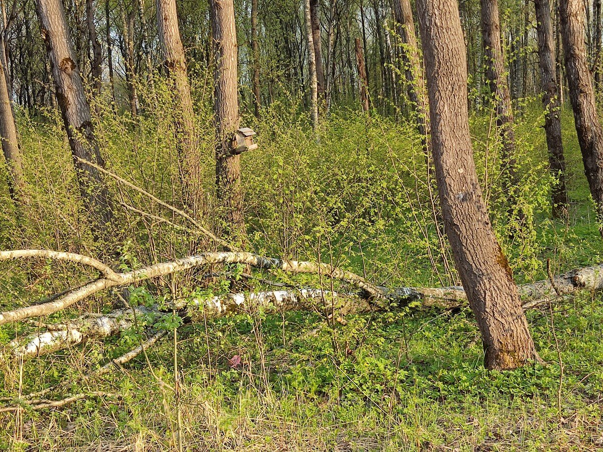 Bog 4. Звягинские болота. Bog 4. Bog 4. Bog 4.