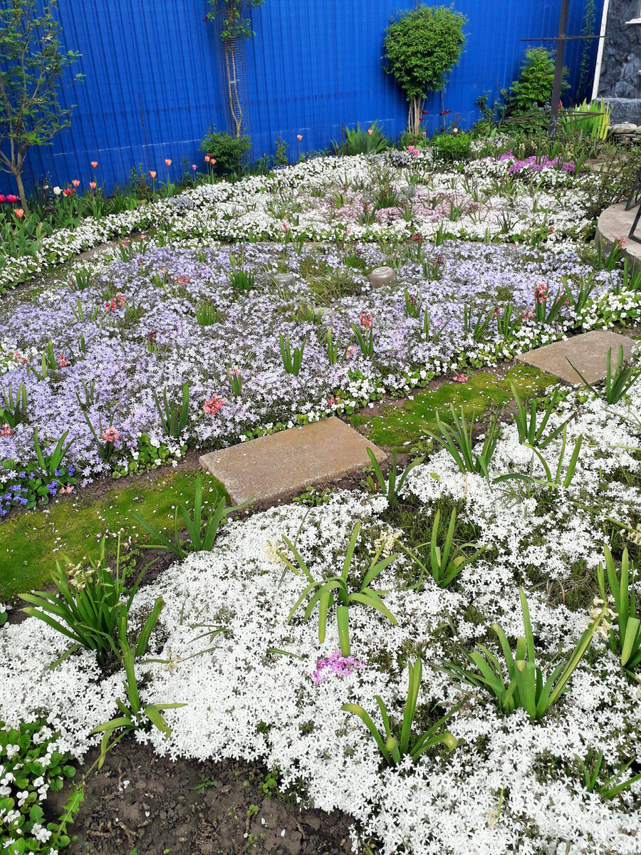 Флоксы совершенно неприхотливы....