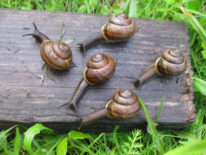 Маленькая садовая улитка на фото – Helenki | Snail, Photo, Animals