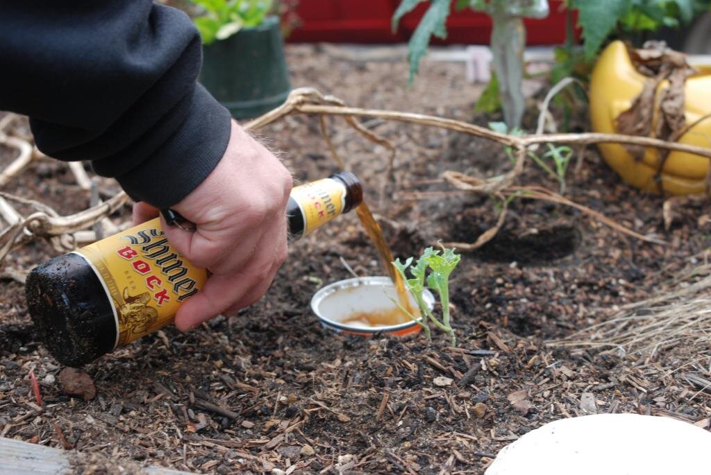 Пивные ловушки (Как с помощью пива избавиться от улиток в саду).