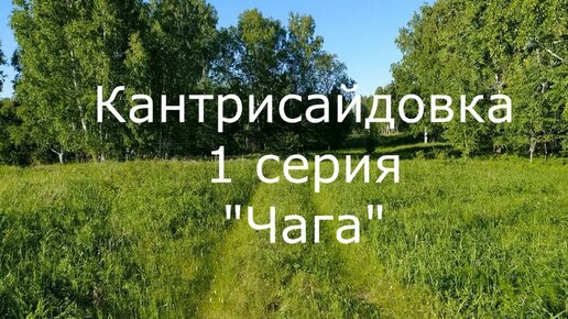 Как искать чагу. 