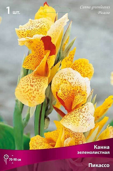 Канна зеленолистная Пикассо, корневище в упаковке, купленное  на сайте  агрофирмы Русский Огород
