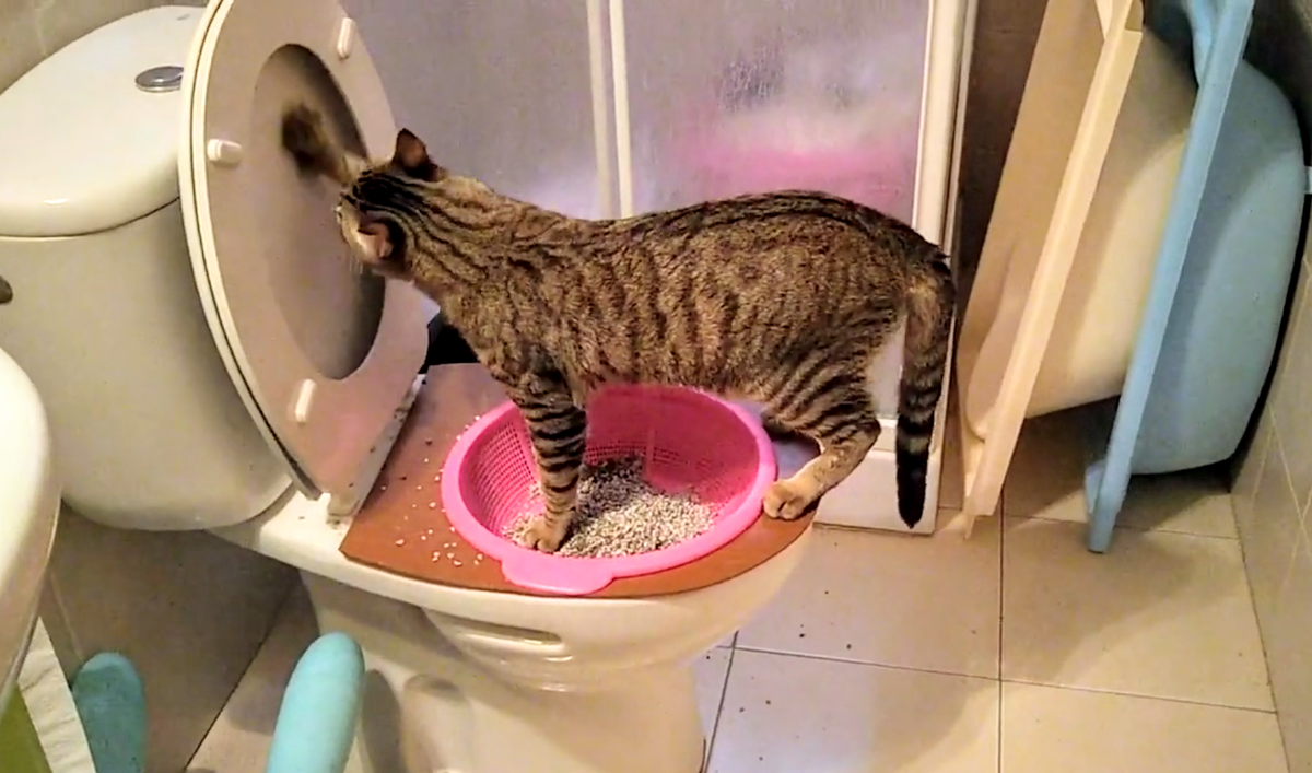 Кот научился ходить в унитаз, но хозяева не в восторге: проблемы и решения