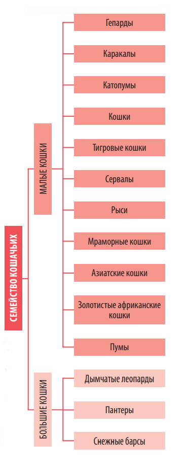   Семействе кошачьих