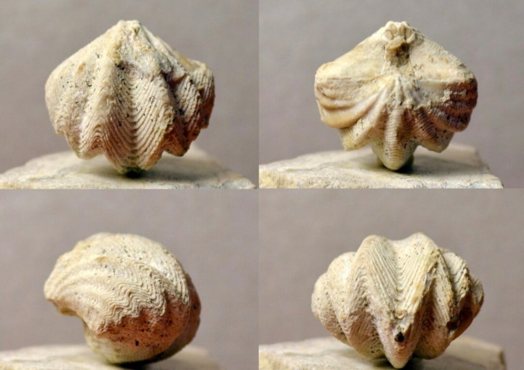 Брахиоподы