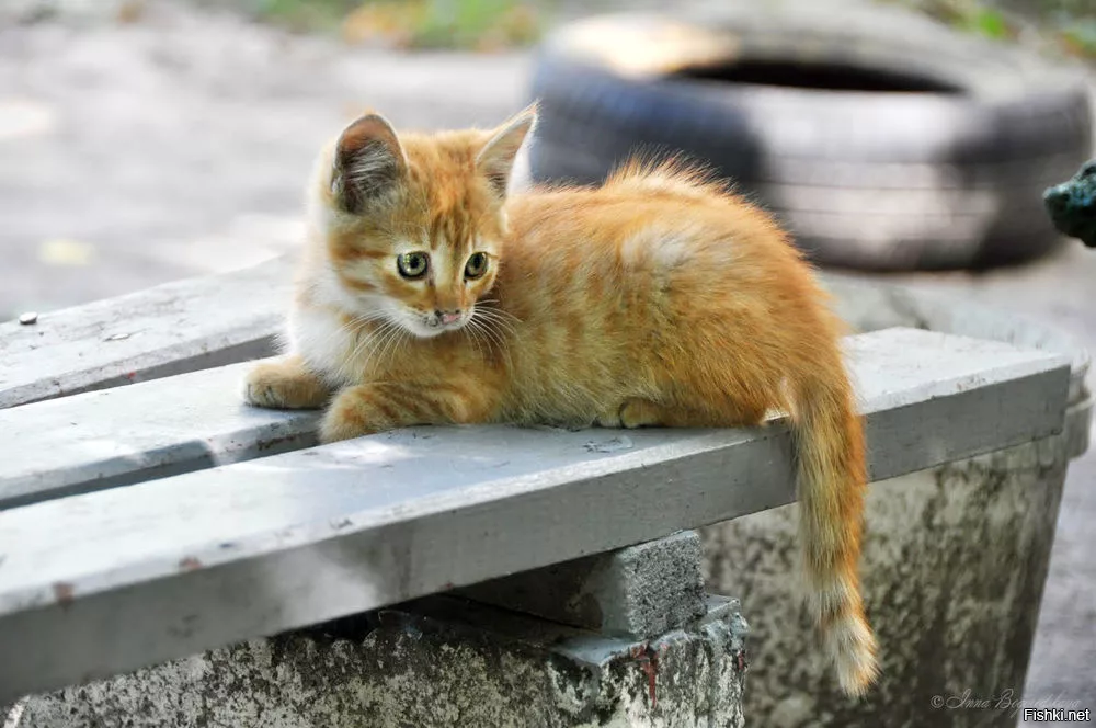 🐱Как определить возраст котенка или взрослой кошки, если вы подобрали животное на улице