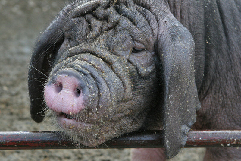 Вьетнамская вислобрюхая свинья — порода домашних свиней. Регион происхождения породы — Юго-Восточная Азия.-2
