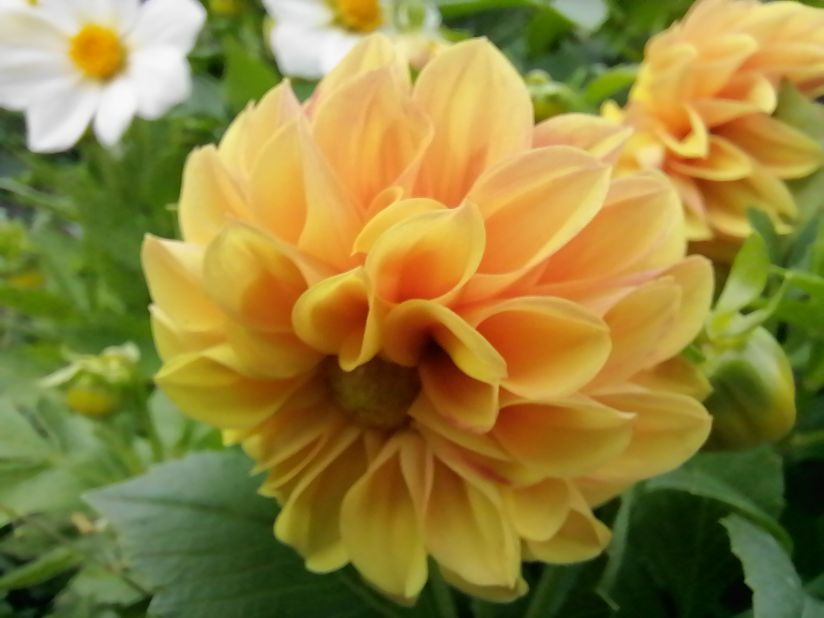 Георгин Опера оранжевый, фото автора