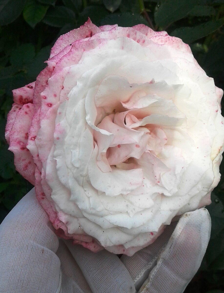 Наивно полагая, что после второй операции возвращение к нормальной жизни произойдет через пару- тройку недель, сколько обычно затягиваются швы, я вовсю планировала различные активные мероприятия на осень. И тут, как гром среди ясного неба - все отставить, категорически. Вы теперь хрупкий цветочек. Фото автора.