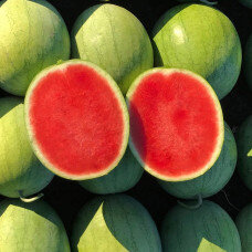 Гибрид Колибри F1