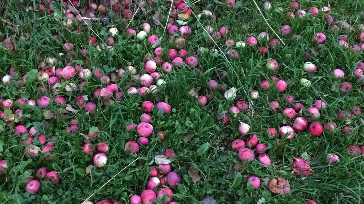 Весь сад в ковре из яблок. Фото автора