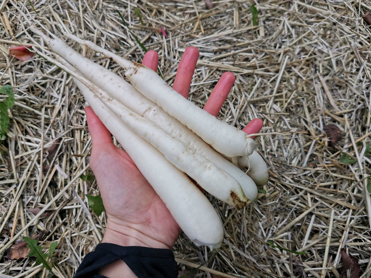 Корень действительно большой по сравнению с редиской, а вкус тот же и даже лучше