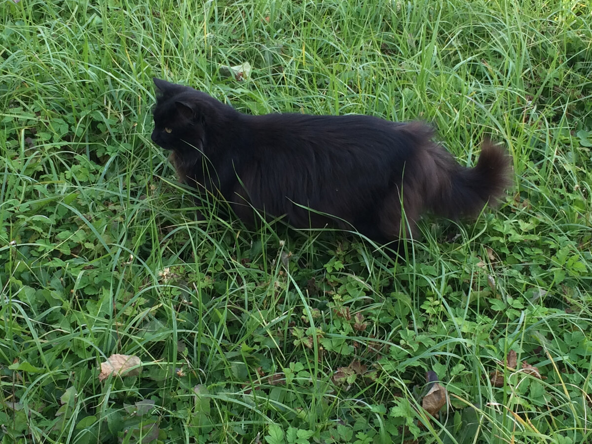 Морти. Фото автора