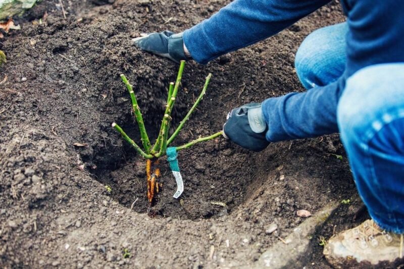 Посадка осенью роз. Иллюстрация для статьи используется с сайта ofazende.ru