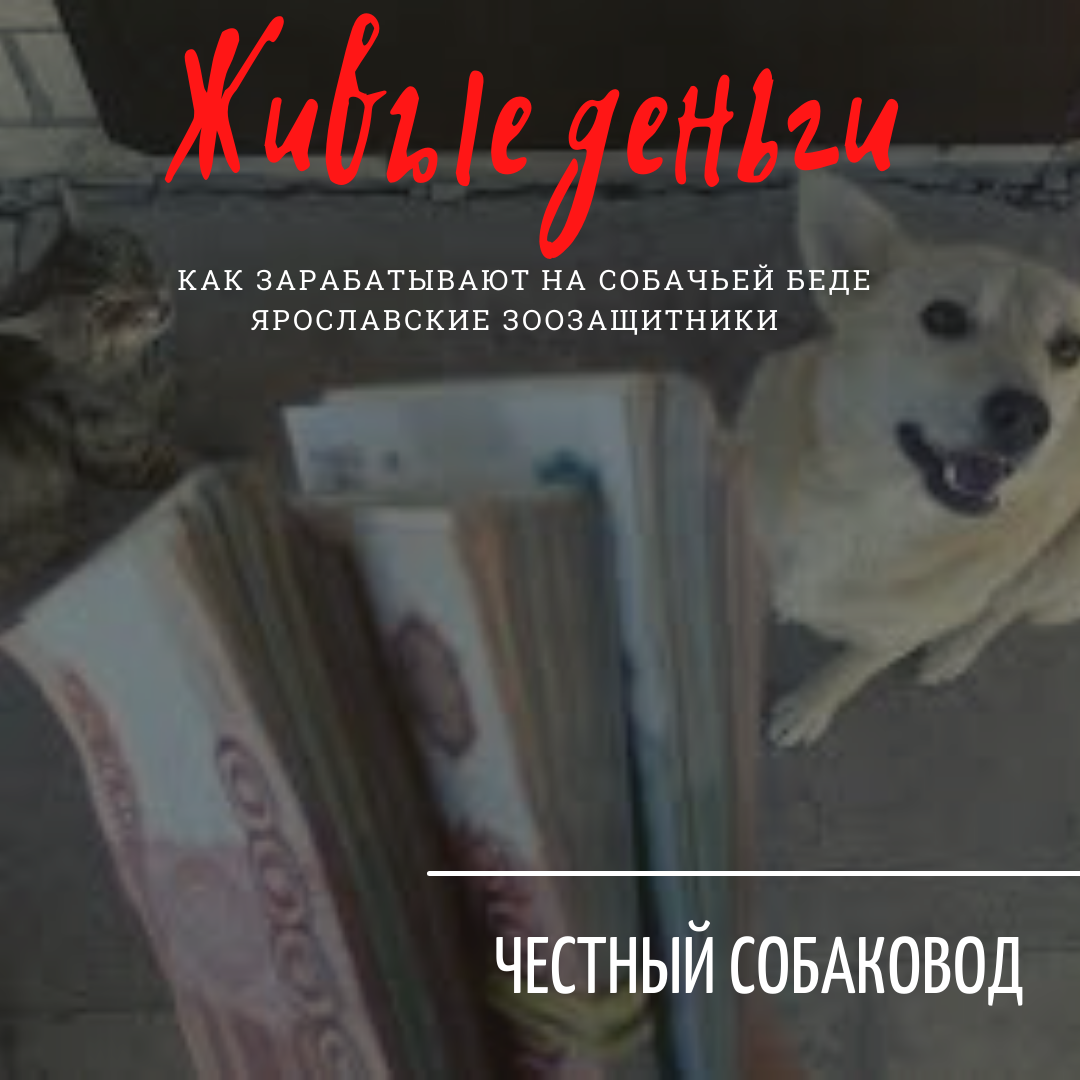 Немецкий рай для российских бездомных собак от Елены Пыркиной (Ярославль).