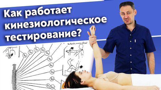 Как работает кинезиология? Зачем нужен кинезиологический тест в массаже?