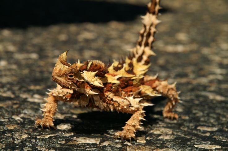 Привет! Я молох (Яндекс картинки)