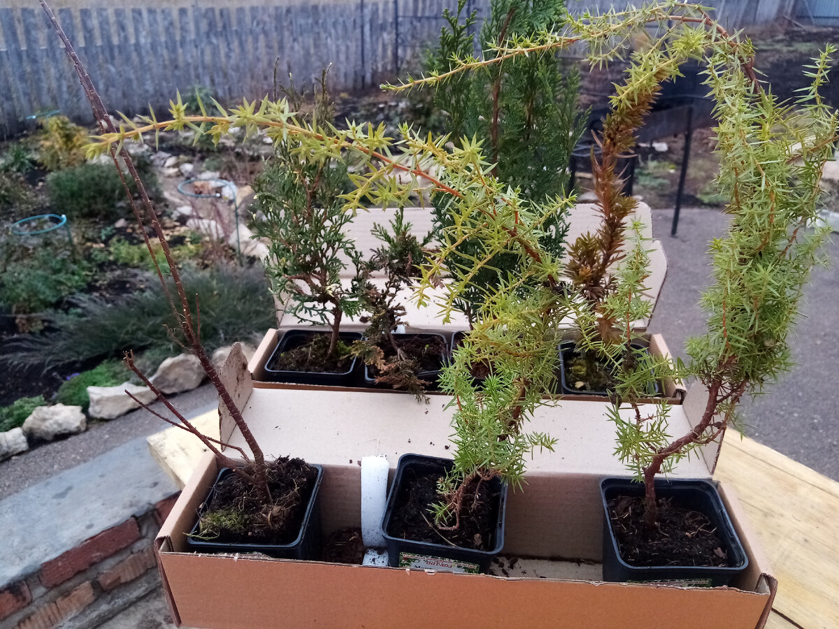 Вот они  все семеро 