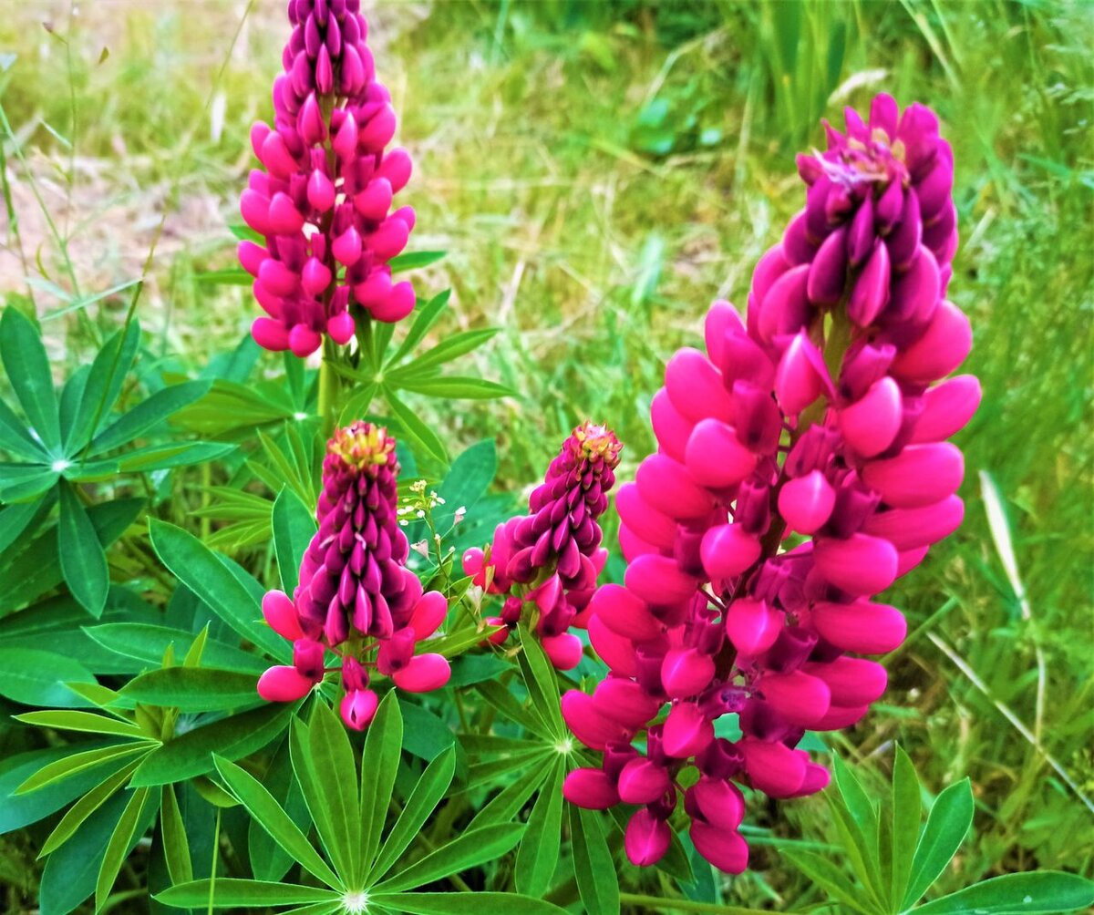 40 + красивых зимостойких многолетников, с которыми меньше всего хлопот ...