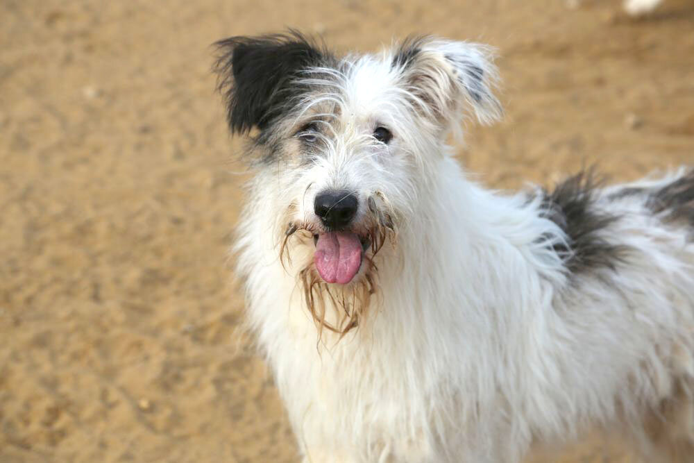 Мона в приюте